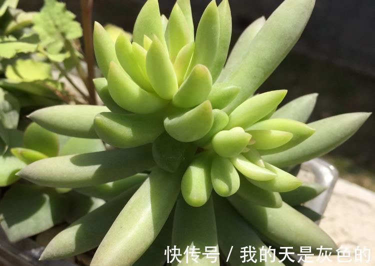 光照|养多肉千佛手，砍头繁殖简单，叶插成活率高，适合新人练手