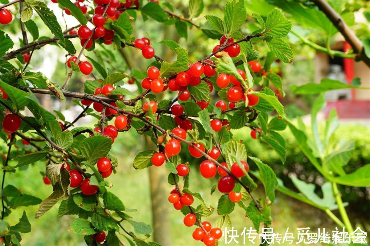 野果|农村山里一种“樱桃”,过去地上捡了随便吃,如今20元一斤吃不起