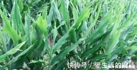 洋荷|南方1种野菜,叶子似生姜,我国很少人吃,出口日本被称亚洲人参