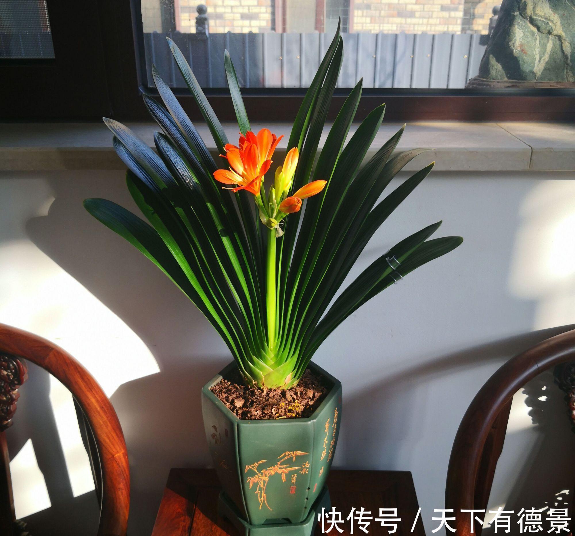 想要“养好”君子兰,建议改掉“3个坏习惯”,做对2件事