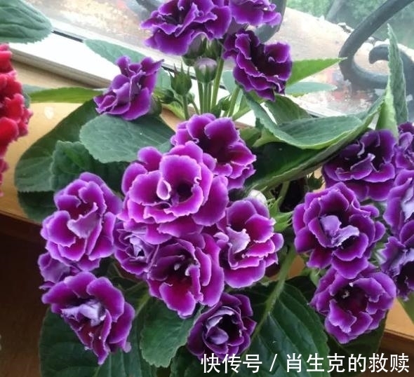 家里养盆“假牡丹”,切碎叶子也“生娃”,堪称阳台“富贵花”