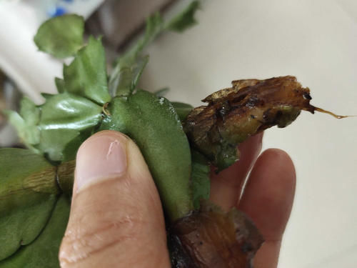 蟹爪兰烂根了,不用嫁接,盆里放2样东西,10年不烂根