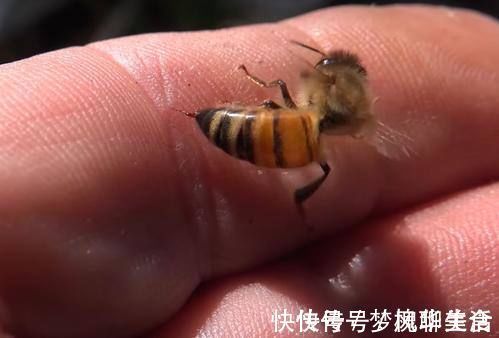 真相|蜂毒能以毒攻毒，消灭癌细胞？最新研究结果，告诉你事实真相