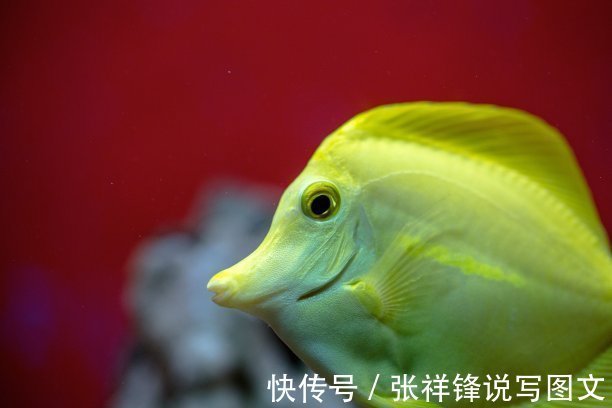 麸皮|鱼“狡猾”不好钓，只因你没找对方法。