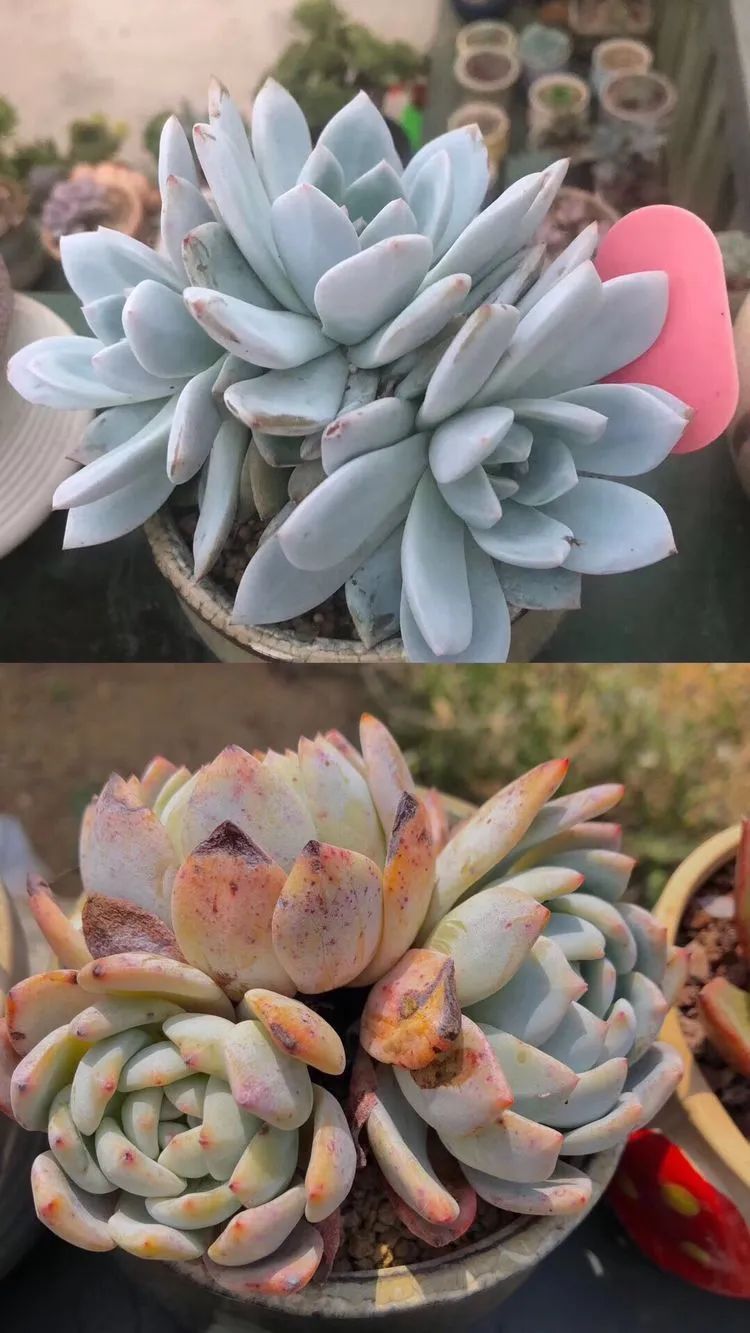 多肉小白三年励志对比养自己的花,爱自己的宇宙!