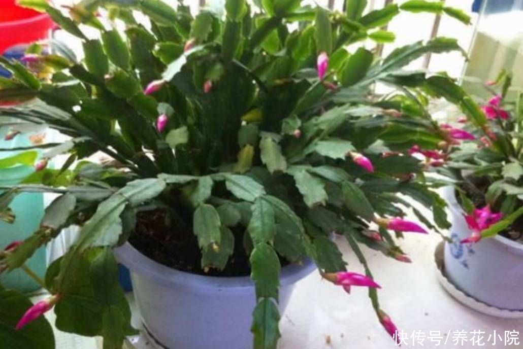 天气转凉,入手5种花,养一段时间就能长满花苞