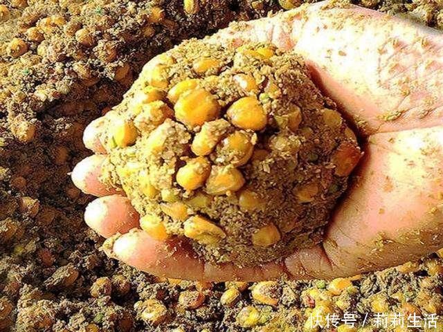 钓友|野钓补窝就停口,找到问题关键,还怕鱼逃离窝子吗