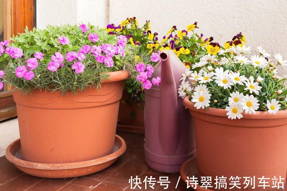 阳台党的烦恼，没有院子，只能挖空心思养花