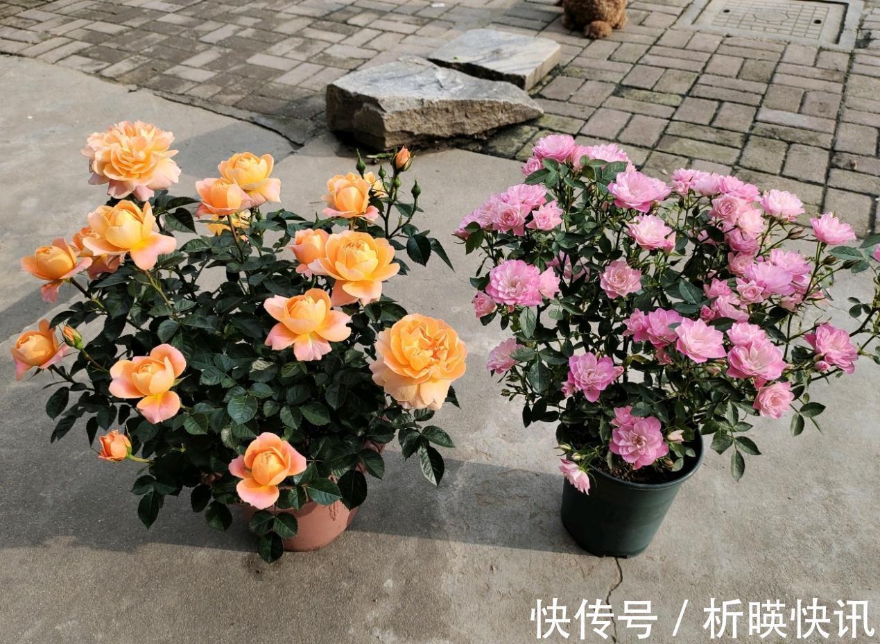 肥料|此花号称“开花机器”,居家盆栽牢记4点,开花繁殖能力特强