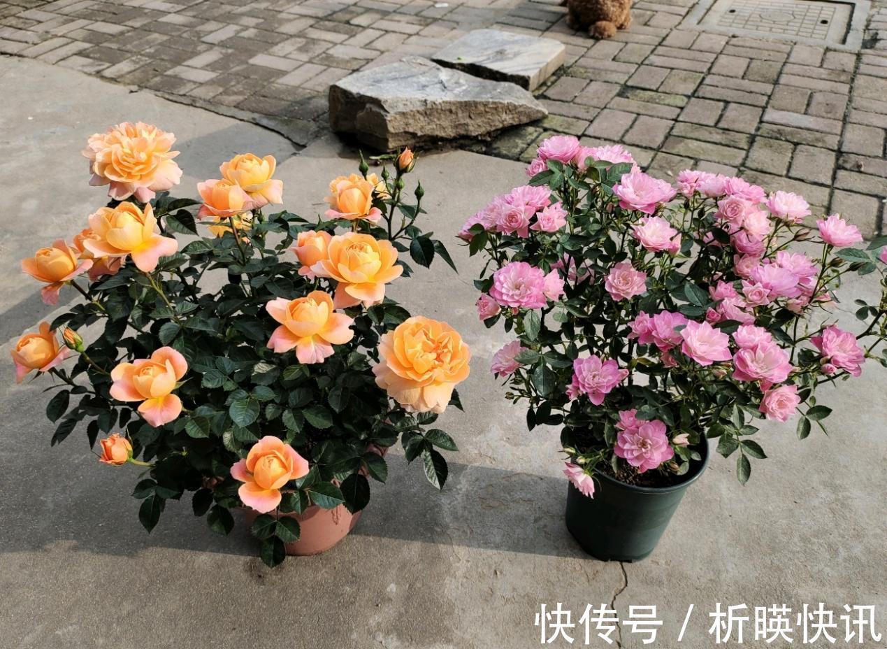 肥料|此花号称“开花机器”，居家盆栽牢记4点，开花繁殖能力特强