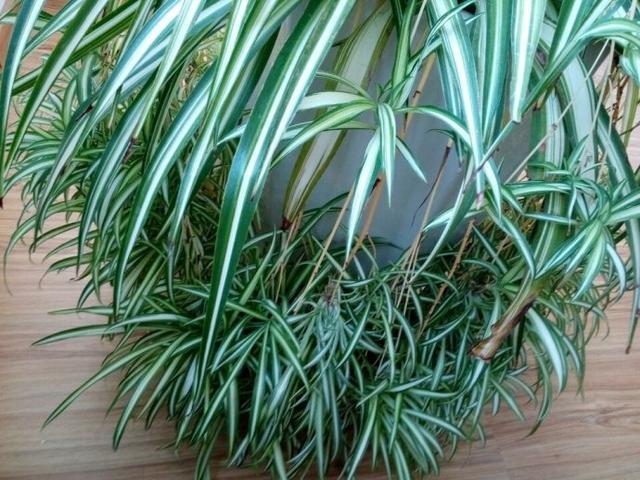 让吊兰疯狂抽藤开花,给你说个小方法