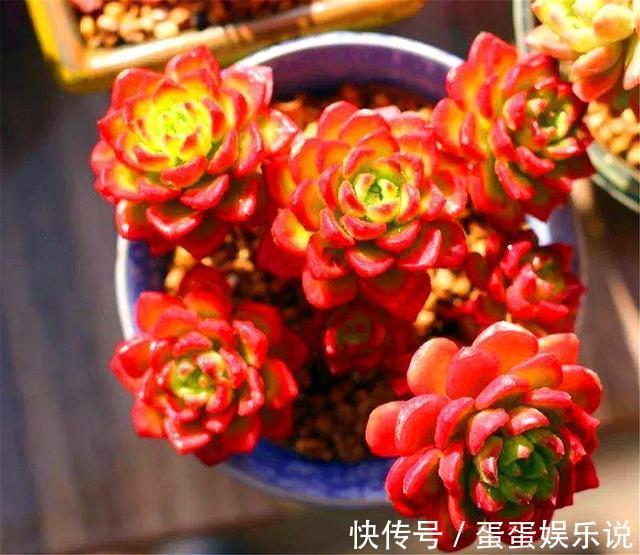 多肉中的“火焰新娘”,易成老桩爱爆盆,鲜红又明亮,度夏无难度