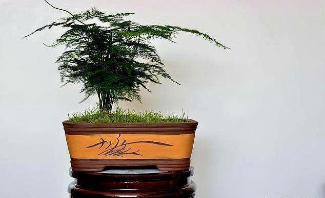 养文竹就用“它”,盆里埋几粒,不花钱效果好,“疯长”拦不住