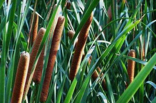 香蒲草|1种长在河边的“野草”，人称“水蜡烛”，全身是宝价值高