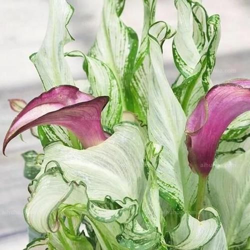 养花试试这几款，花朵娇媚妖娆，浪漫迷人