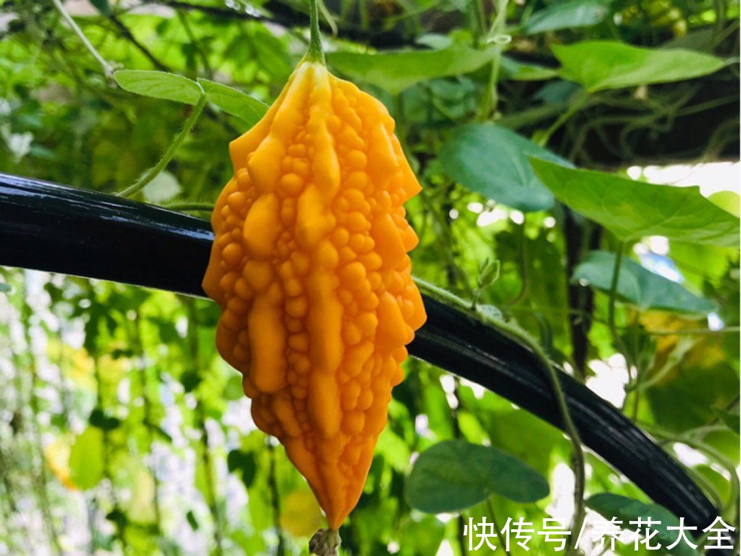 50种花春天播种,长满小院子,能开一整年