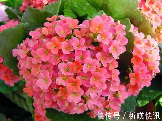 长寿花缺了“它”变成“傻大个”就是不开花，就是欠收拾！