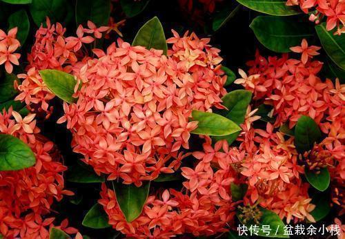 养护|3种贵气花,好养又好看,寓意美好,值得拥有!