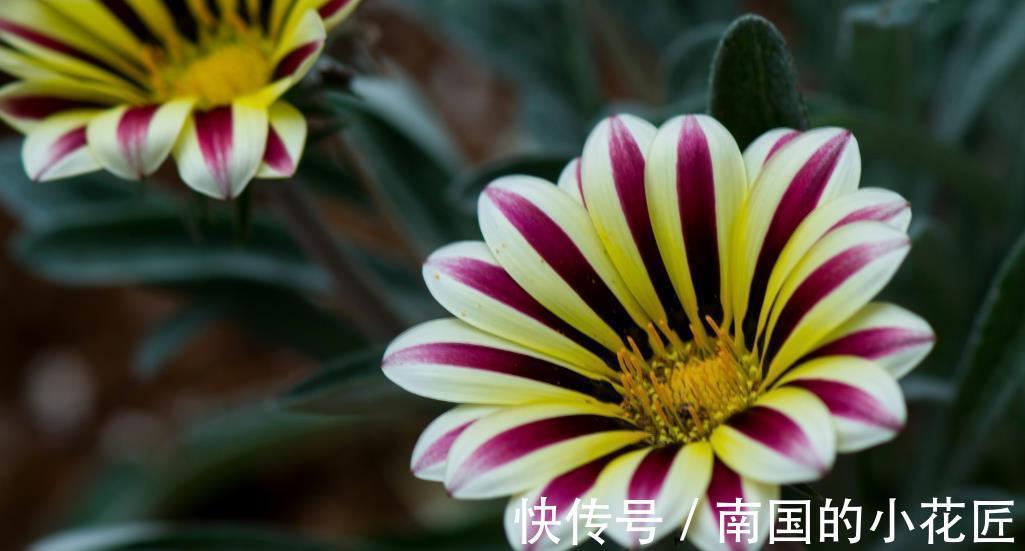 磷酸二氢钾|养花先养土,土质不行全白搭,施多少肥也不吸收