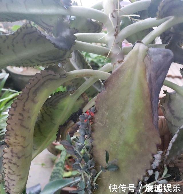 盆栽|这5种花叶子落地便生根,趁现在抓紧繁殖,一个月长成小盆栽