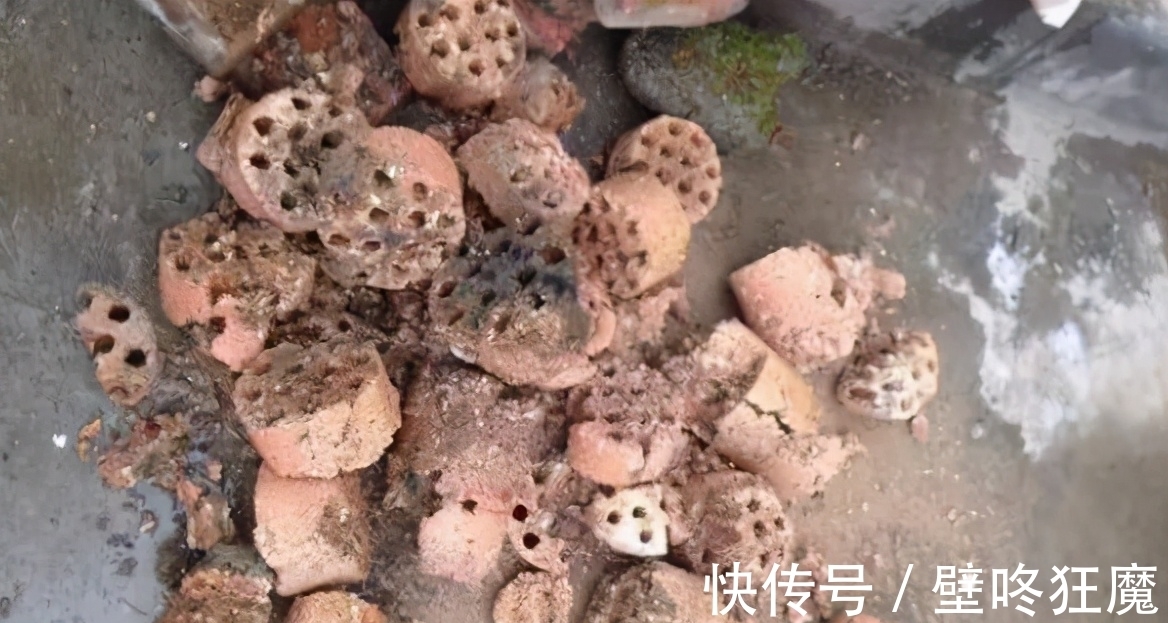 给君子兰换盆土垫上这些东西,3年内肉质根再不会因积水而腐烂了