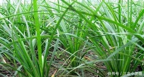 良药|农村一种野草，经常被当成韭菜，实际根部是一种良药，一斤50块