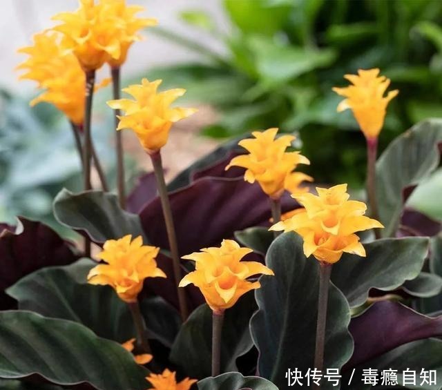 在室内半阴处容易开花的11种盆栽开花植物，家里可多种几种！