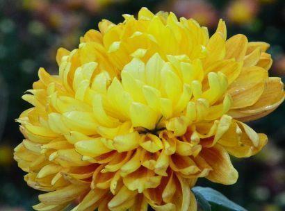 档次|农历7月15日开始,养花养个耐看的,艳丽非凡,高端大气上档次