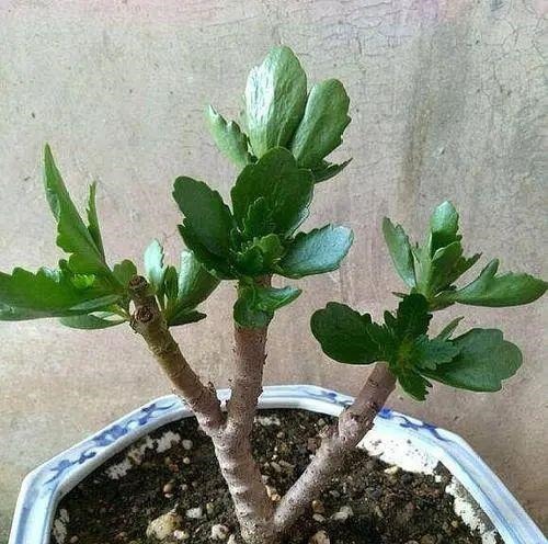 花苗越老越值钱这5种花的老桩,买了就上当