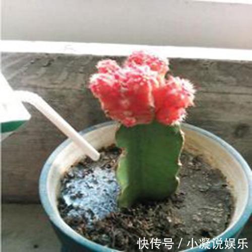 养花|花都是被浇死的！用这招养花，随便养养都爆盆