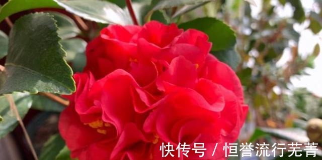 种植|它是“茶花美人”花大香浓、形似牡丹，正值花期，一起来观赏一下！