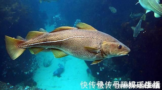 胶原蛋白|这个东西千万不要图便宜,一分价钱一分货