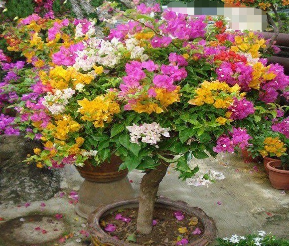 性喜光|家里养上“3种花”，从年头“香”到年尾，阳台变花海，太美了