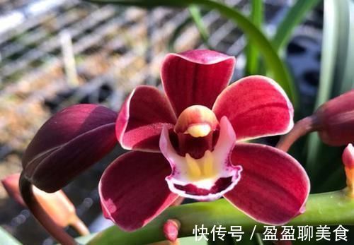 中华红|被誉为国兰“第一红”，建兰中华红，香味扑鼻，曾被兰友抢购一空