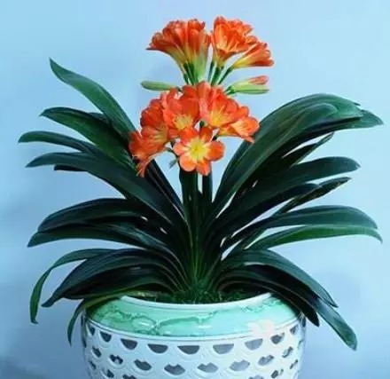 君子兰总烂根、烂心,盆里丢下“这2物”,根系爆盆,开花红艳艳