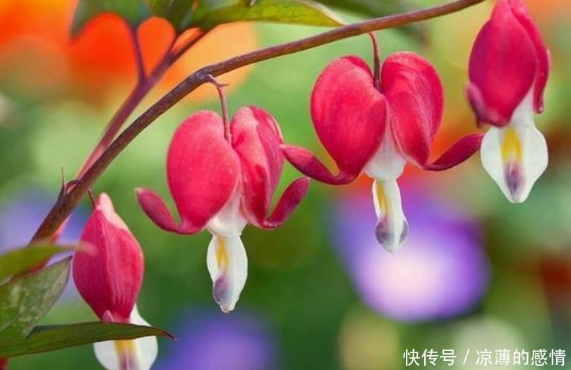 4种花养了就爆盆,好养易活开花漂亮,天天有花赏