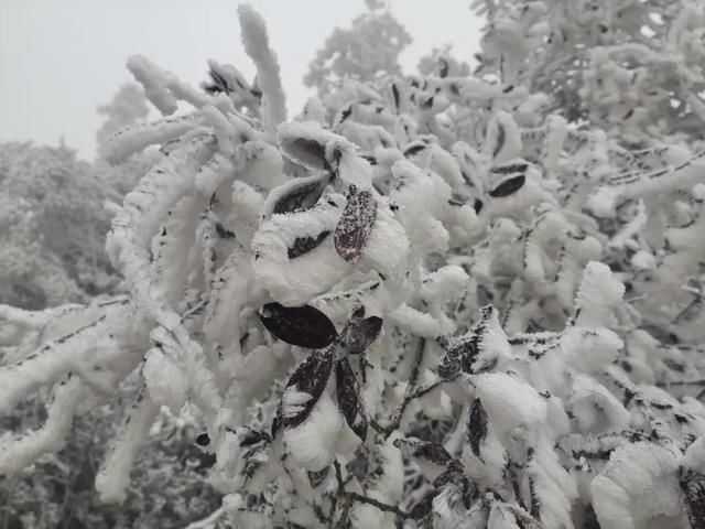 西翥街道|五华区西翥街道下雪啦！快来西翥打卡