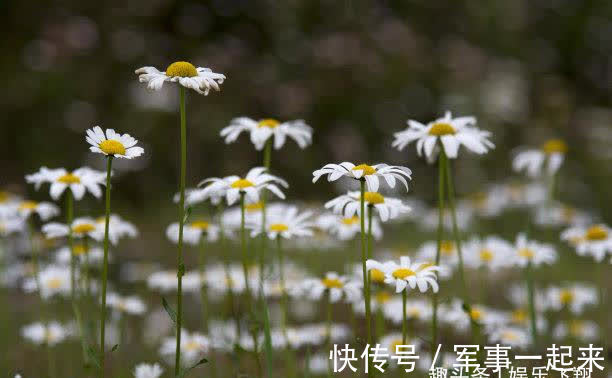 桃花|往后5天，不会忘记，风平浪静，桃花归来，甜蜜相拥，最终结婚