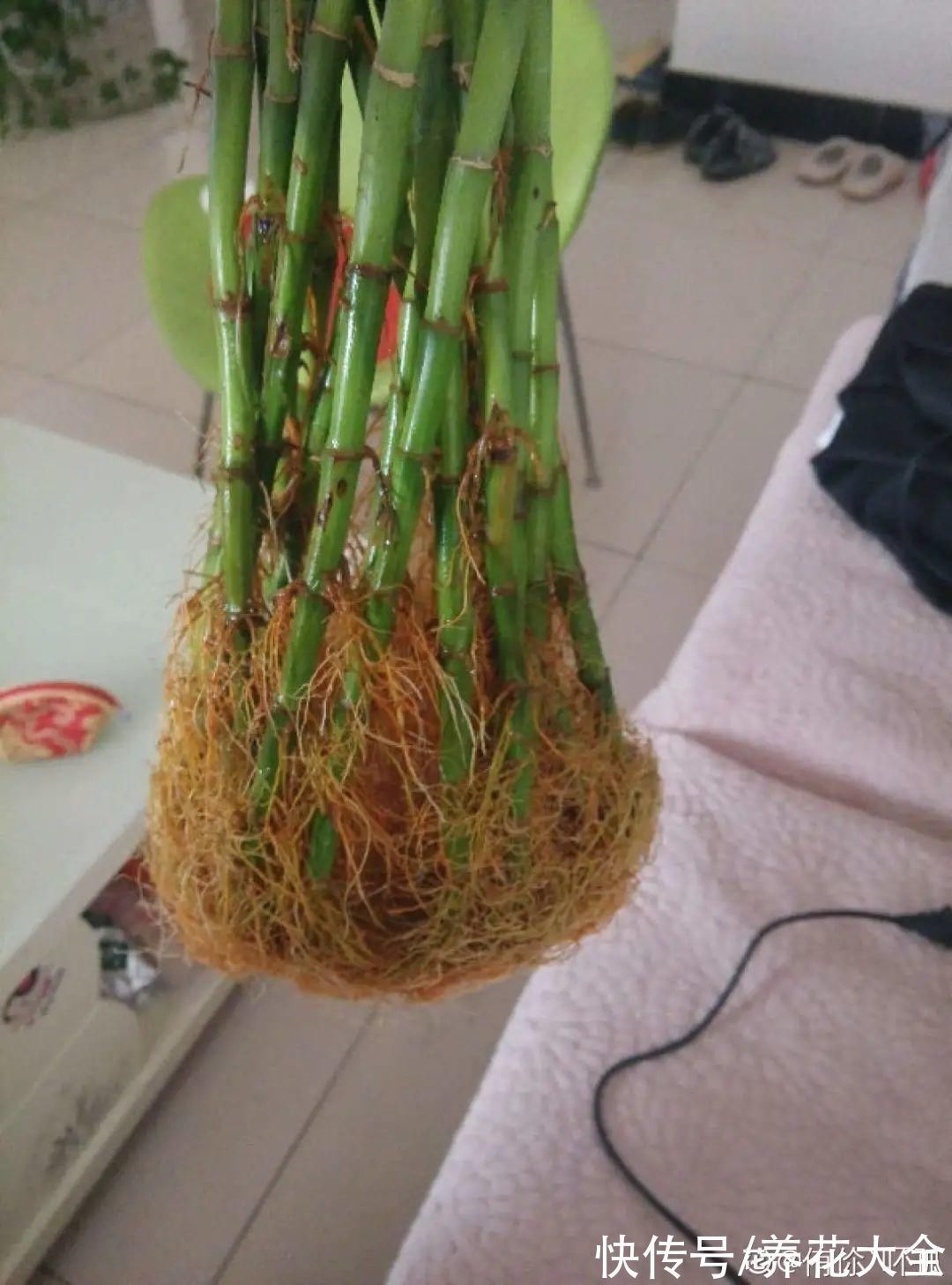 养花大棚倒闭,“贵货花”路边扔了一地,后悔没带个大麻袋