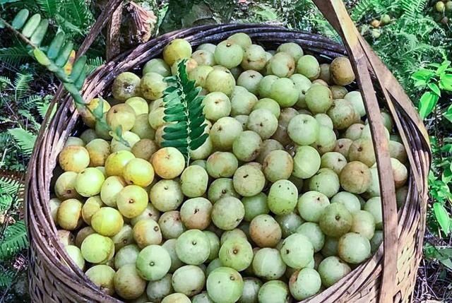 7月才成熟，果肉又酸又苦，乡下小孩看了嫌弃，城里卖9元一斤