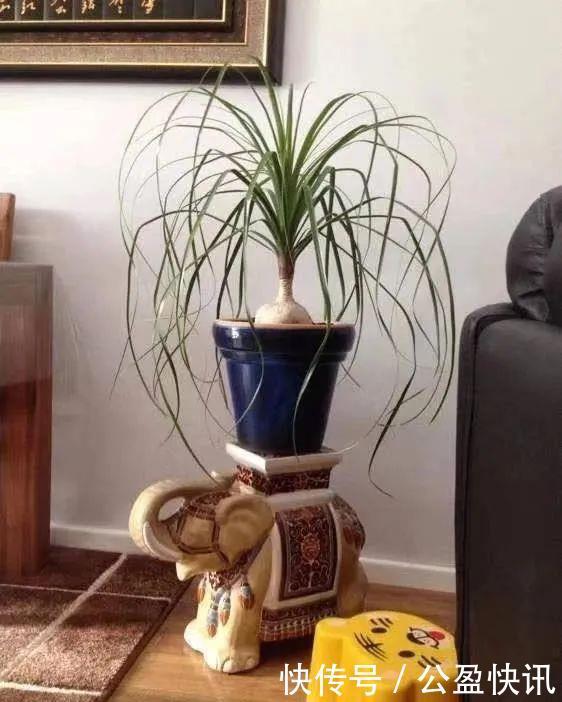 省心|懒人养花首选这三种,省心省力又好养,霸气镇宅添福气,人人都喜