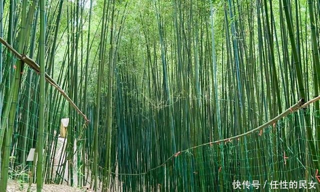 西安有西北最大的竹林，占地1000亩，风景秀丽，避暑的好去处