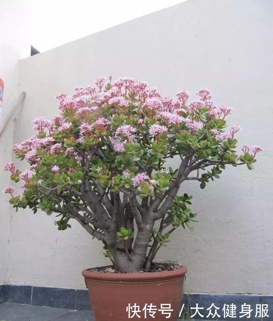 家中养这4种“懒人树”，一年蹿到两米高，客厅变成“绿森林”！