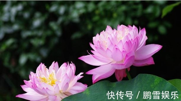 此花所代表的的是高尚和优雅的气质,是一种高雅的花卉