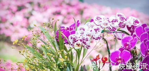 过年买的蝴蝶兰|过年买的蝴蝶兰,不要轻易就扔掉,懂花的人都去楼下捡