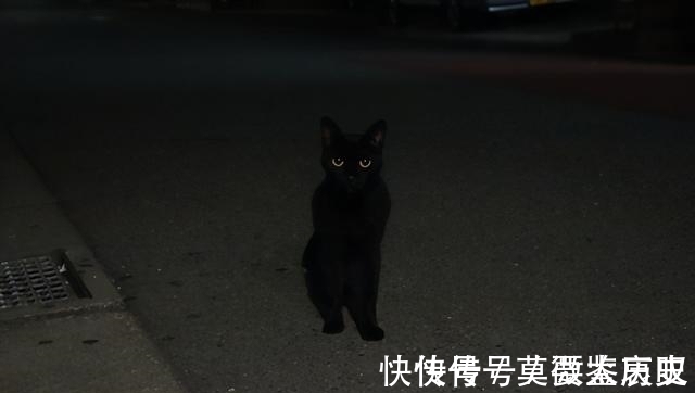 小猫|全球的猫都想屏蔽这个日本人，他到底做了多少沙雕手办？