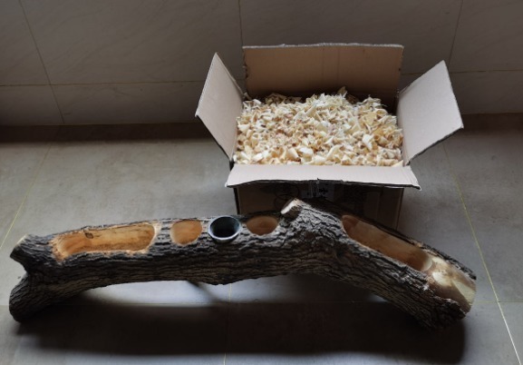 diy|别人不要的烂木桩,我捡回家种多肉,价值翻了20倍!