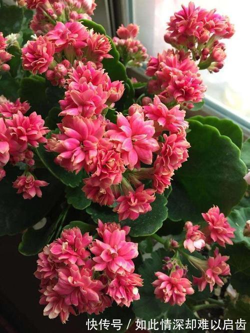 夏天养长寿花有3忌,做好了不黄叶不烂根,开花长势旺,安全度夏