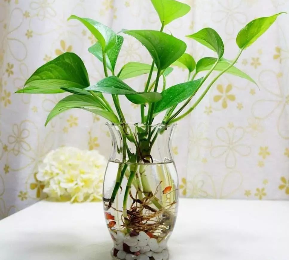 水培虽好,5点不注意,变成蚊子窝,别忽视!