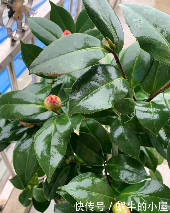 茶花开完花,正待修剪时,春天狠剪,夏秋冬莫动,花苞才满枝